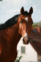 Lordino H.